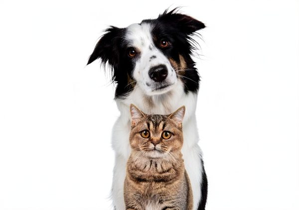 Covetrus Dog Antioxidant Supplement Brain Liver Health-4